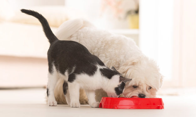 Pet food: solutions for tapping into the fast growing market