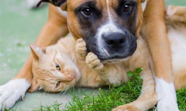 Energy-Efficient Sterilization for Wet Pet Food in Pouches