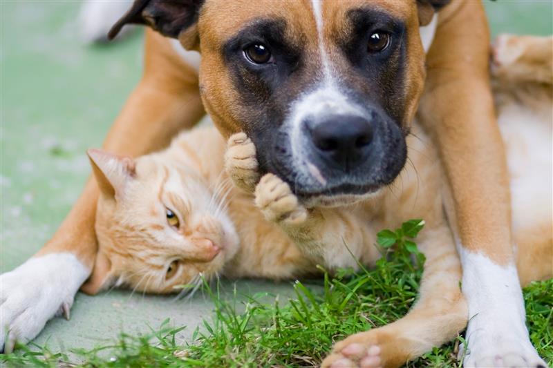 Energy-Efficient Sterilization for Wet Pet Food in Pouches